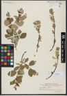 Foto von Salix hastata L.